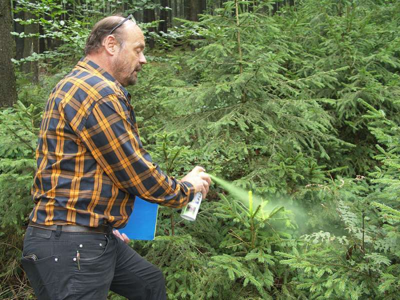 Wald und Holzernte
