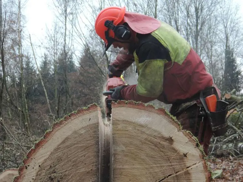 Arbeiten im Wald