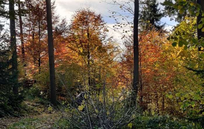Gepflegter Mischwald im Mühlviertel