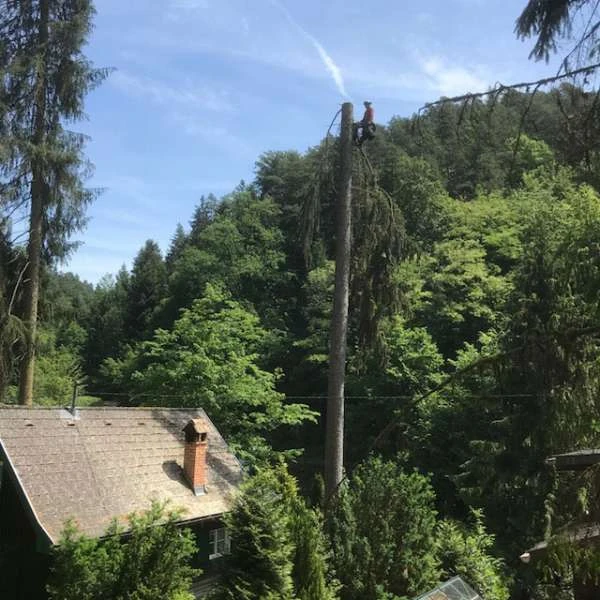 Spezialschlägerung eines Problembaums in einer Siedlung